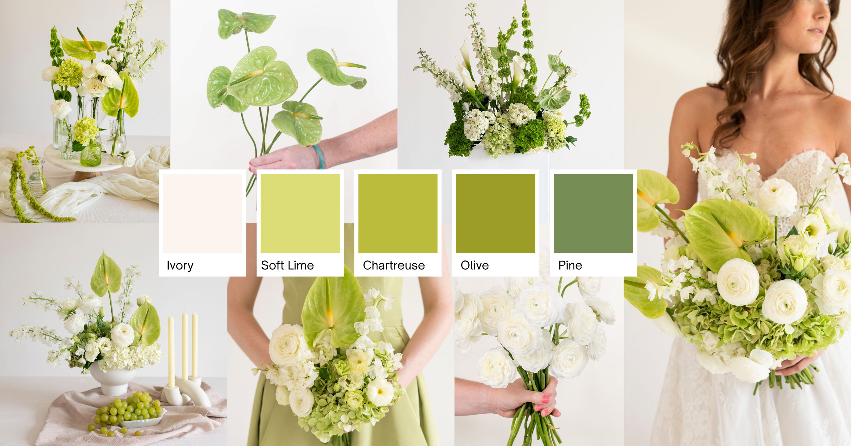 Modern Hydrangea.