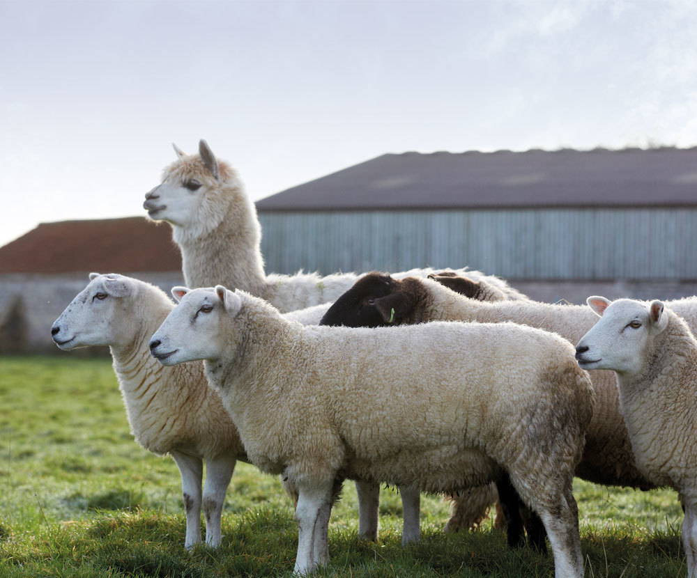 Harrison Spinks Sheep and Alpaca