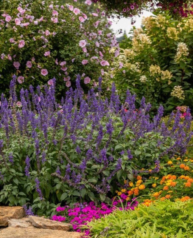 Photo of proven winners annuals, perennials, and shrubs planted together in a garden