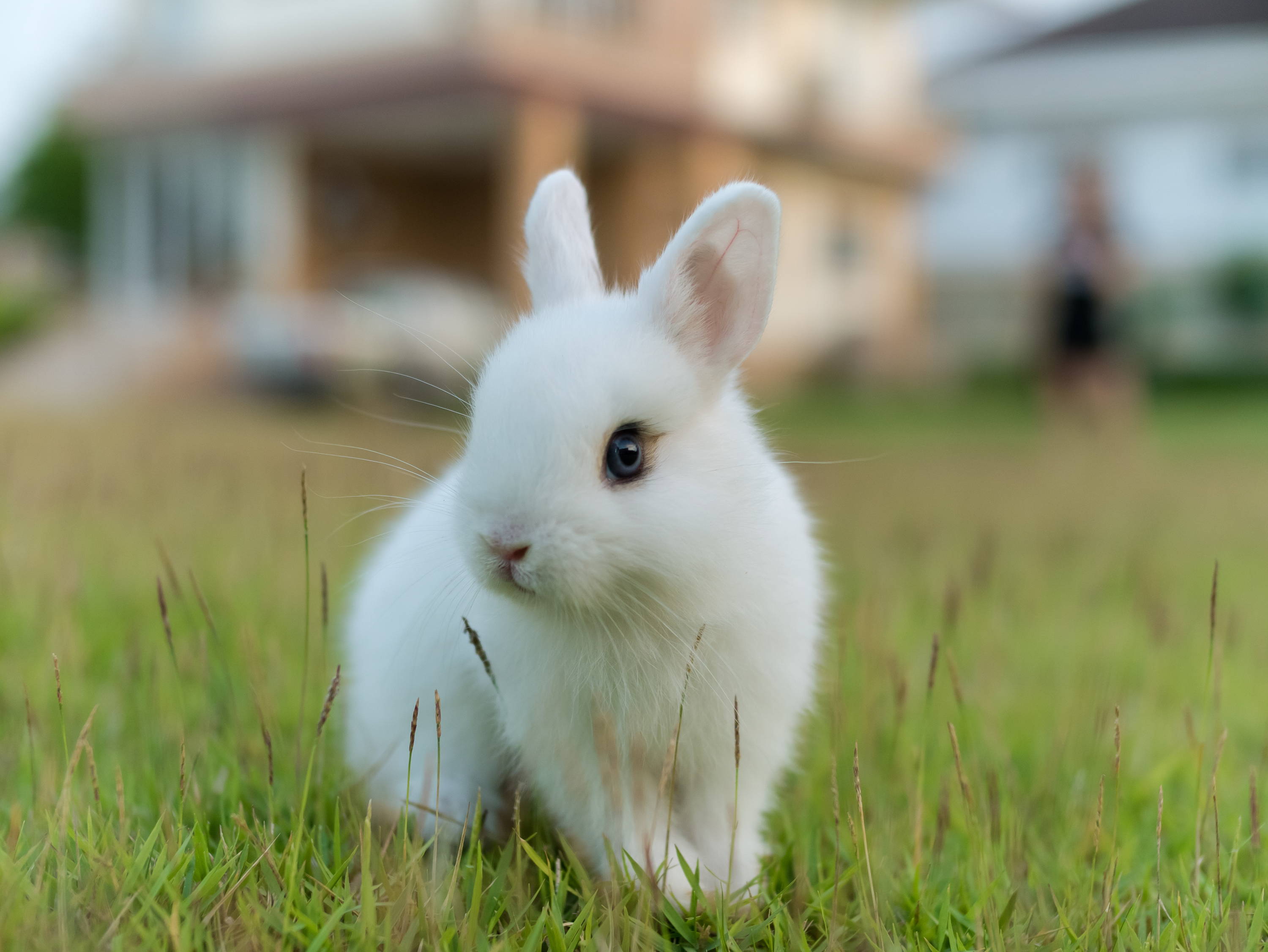 Сколько всего живут кролики. Кролик Пигмей белый. Гермелин (порода). Карликовый кролик Пигмей белый. Короткошерстный карликовый кролик.
