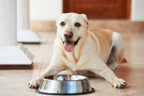A novel protein for dogs can help with dog food intolerances or dog food allergies