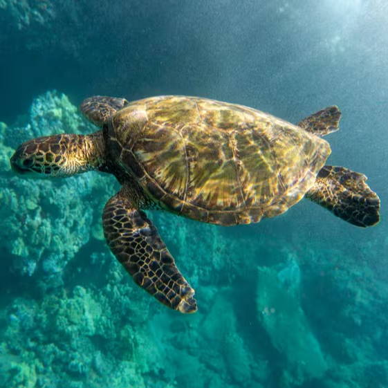 snorkeling excursions on maui