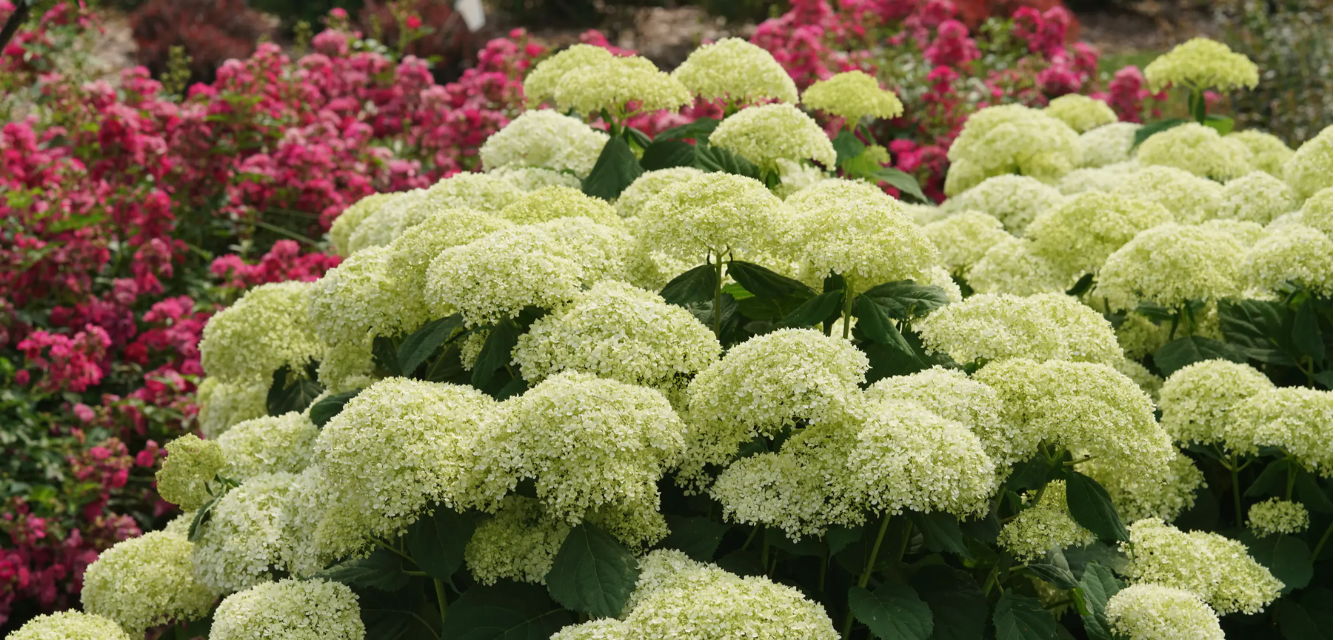 Picture highlight of Hydrangea arborescens Incrediball Storm Proof planted in a garden