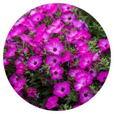 Supertunia® Pink Tiara™ Petunia