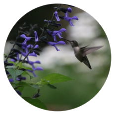 Up close shot of hummingbird and Rockin'® Blue Suede Shoes™ Salvia