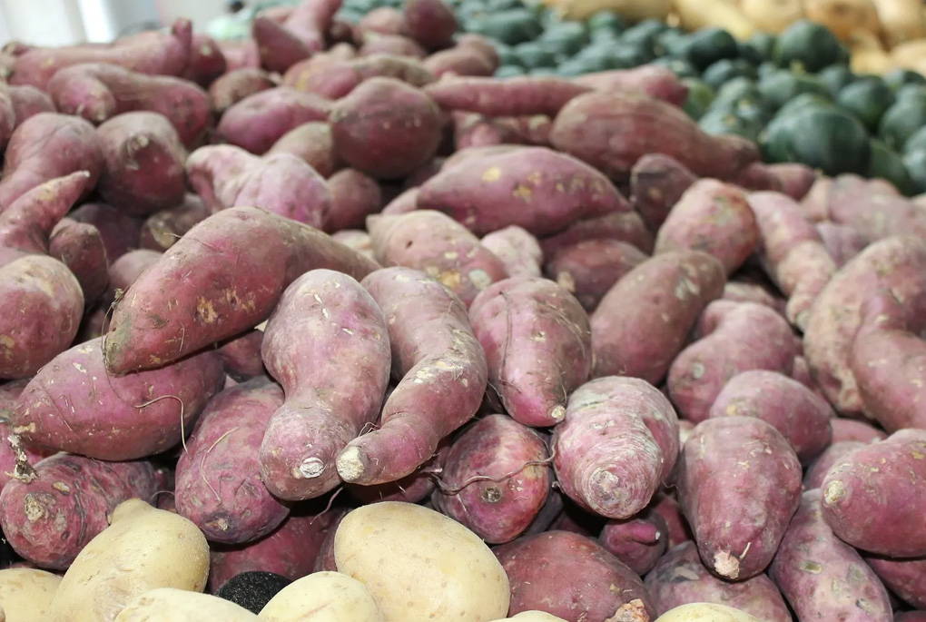 How to grow potatoes in bags – Marshalls Garden
