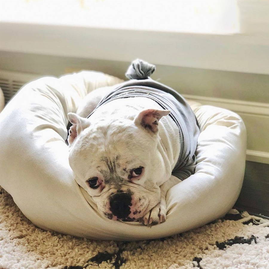 A white bulldog laying in a nest bedding bolstered pet bed