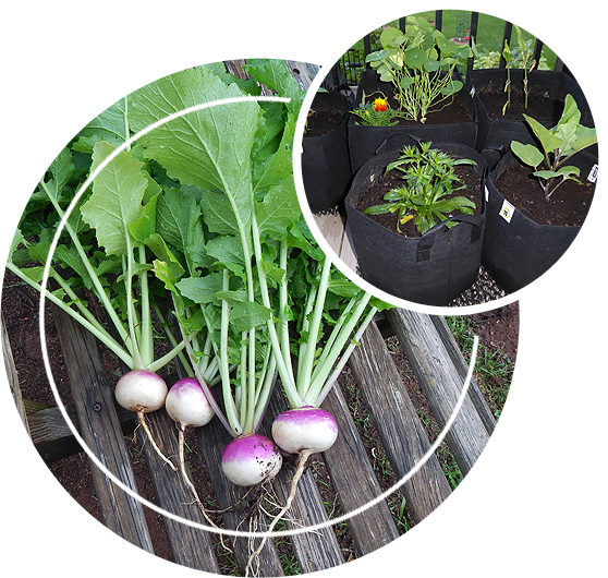 Pros and Cons of Fabric Grow Bags for Vegetables - Food Gardening Network