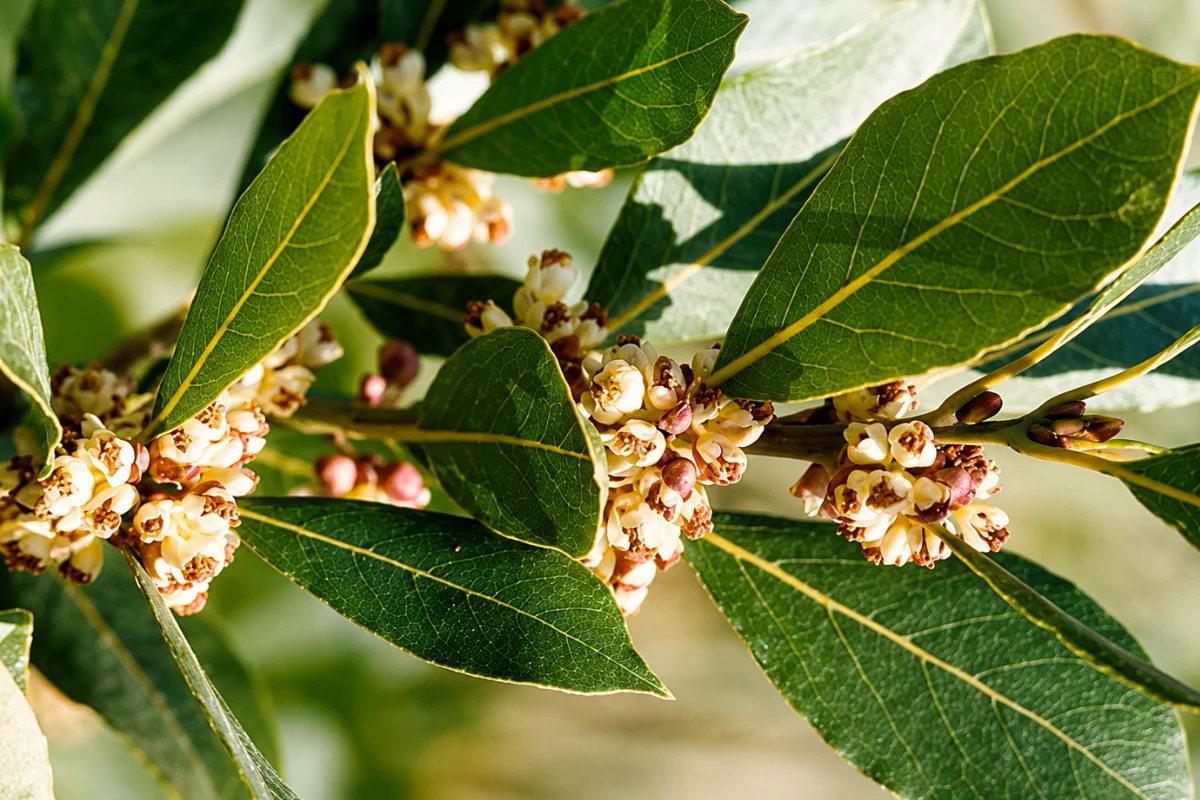 Bay laurel branch with aromatic green leaves and delicate cream-colored flowers, highlighting a culinary evergreen plant for edible and ornamental gardens.