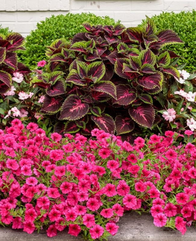 Photo of Supertunia Vista® Paradise Garden Bed