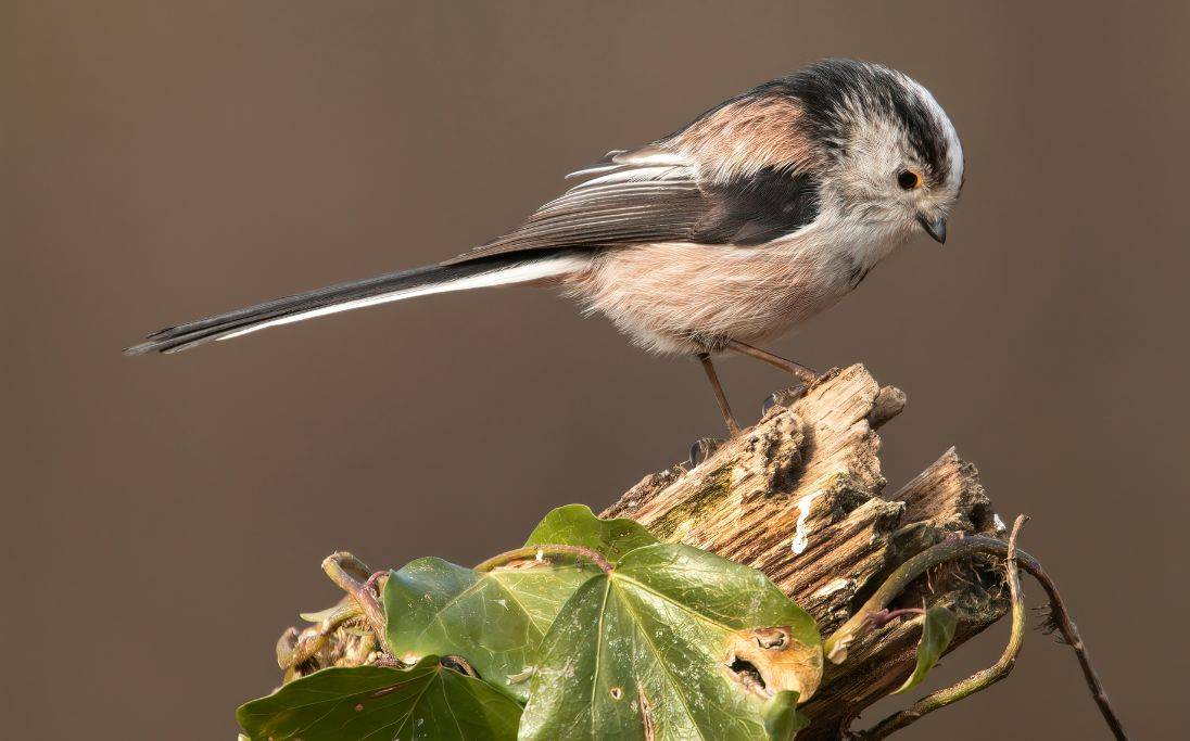 long tailed tit on tree branch