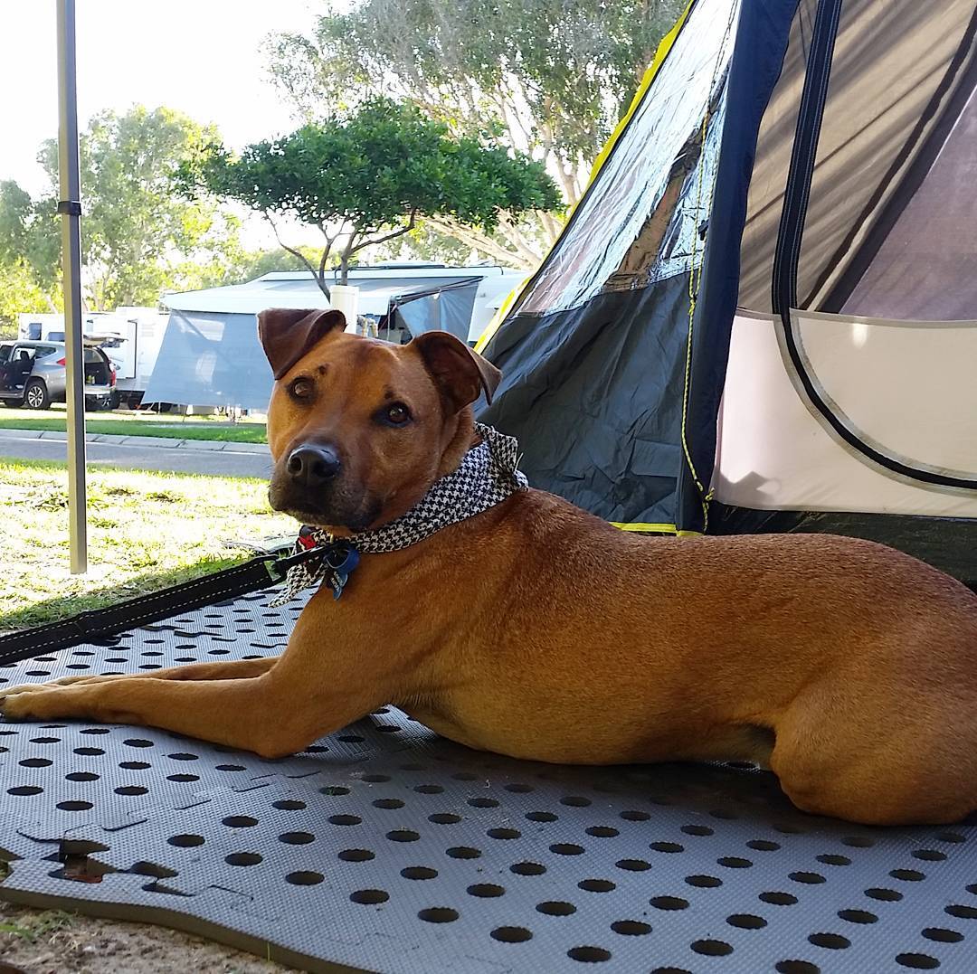 Dog Friendly Camping Queensland