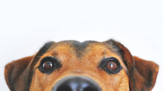 multivitamin for dogs with kidney disease