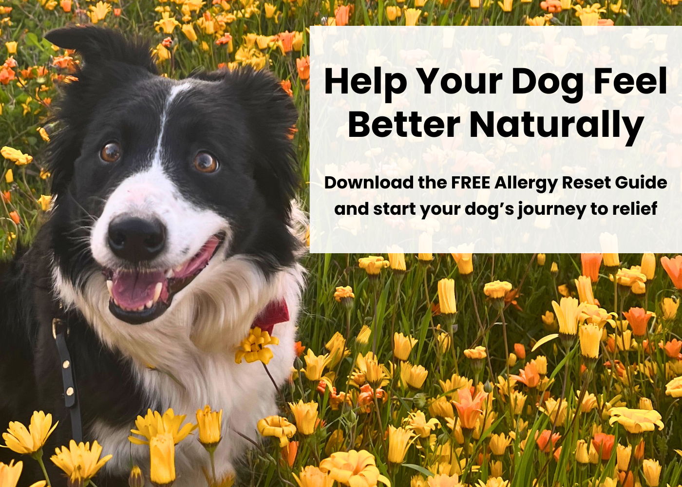 Ellen the dog in the garden with text promotion of free download of Allergy Reset Guide