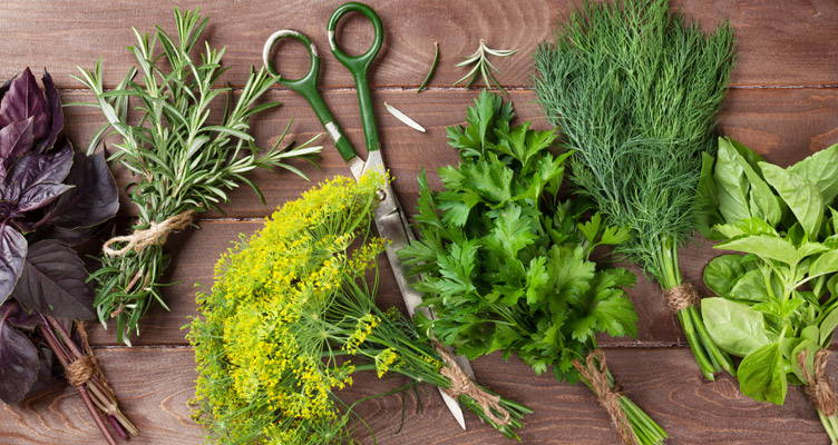 Conseils d'entretien de vos herbes aromatiques