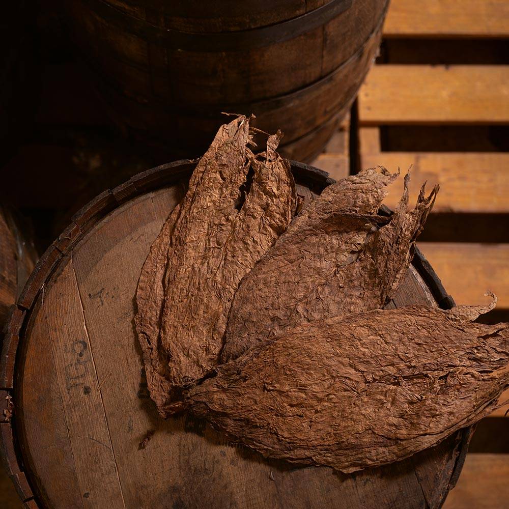 Ein geschlossenes Whiskyfass, auf dem zwei fermentierte Tabakblätter liegen.