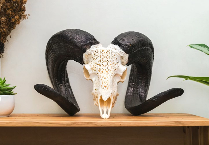 A carved ram skull is displayed on a coffee table next to some plants.