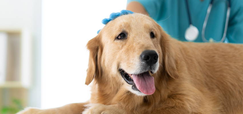 veterinarian formulated cbd for dogs