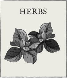 Jump down to Herbs growing guide