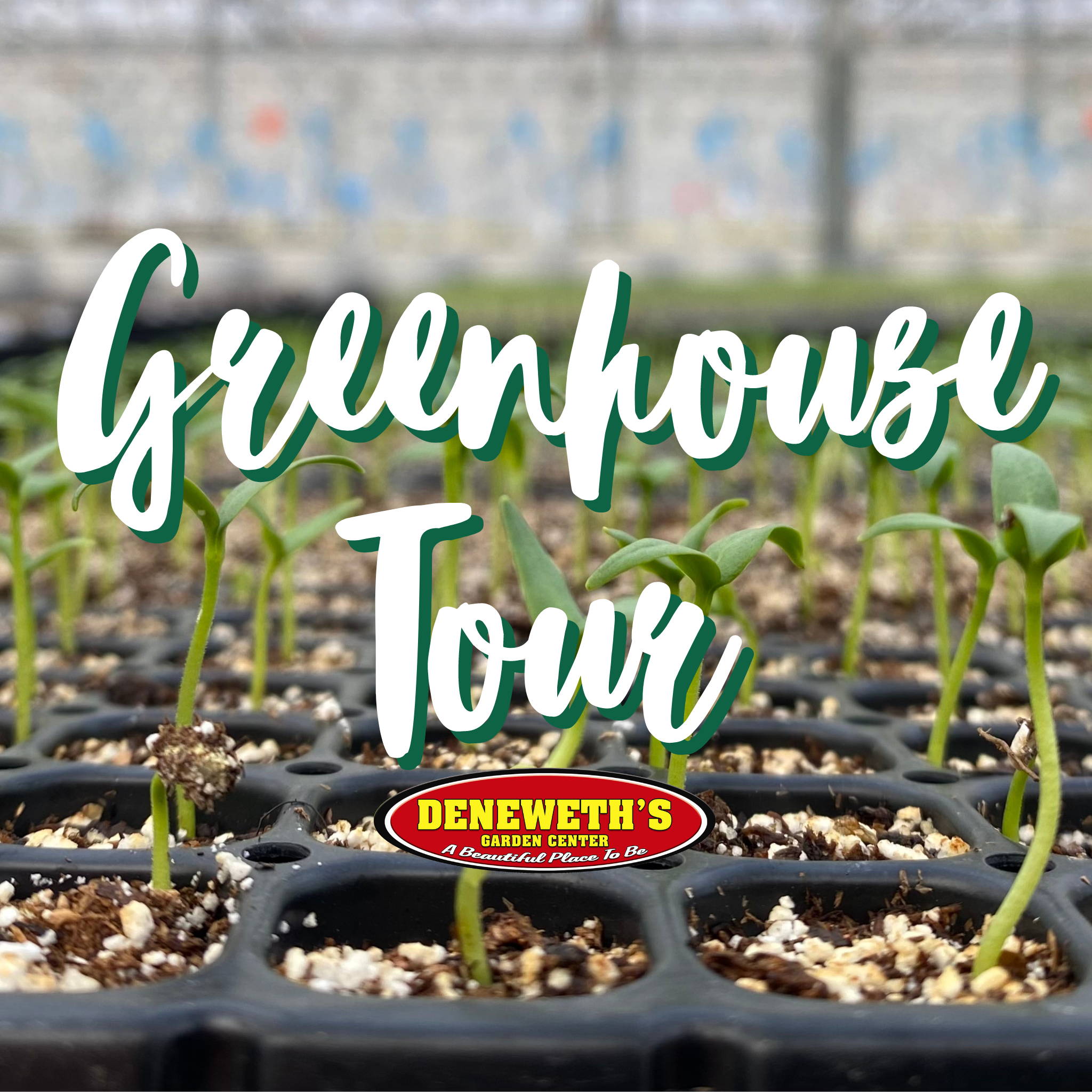 Greenhouse Tour – Deneweth's Garden Center