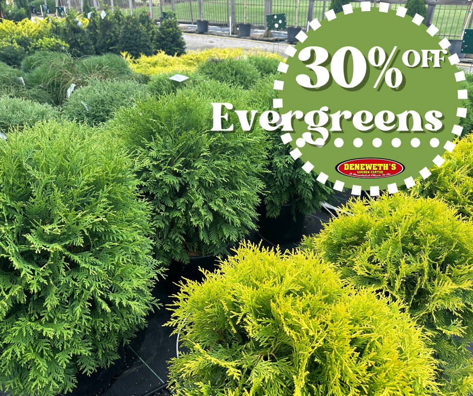 30% off Evergreens
