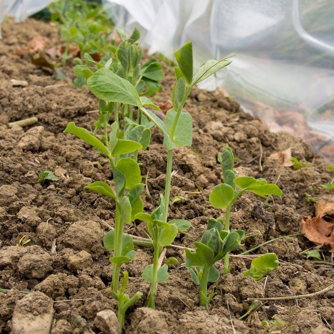 How to grow pea seeds – Flora