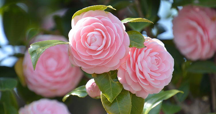 Camellia japonica - Japanse roos - Camelia