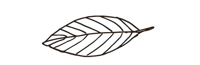 cacao leaf