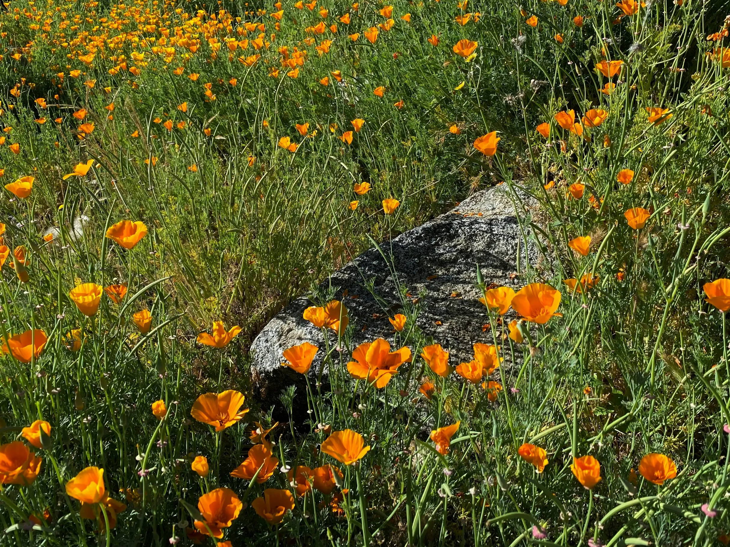 A field of wild poppies