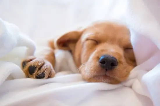 puppy sleeping on white sheets