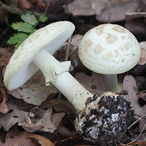 7 Weird Mushroom Facts – Far West Fungi