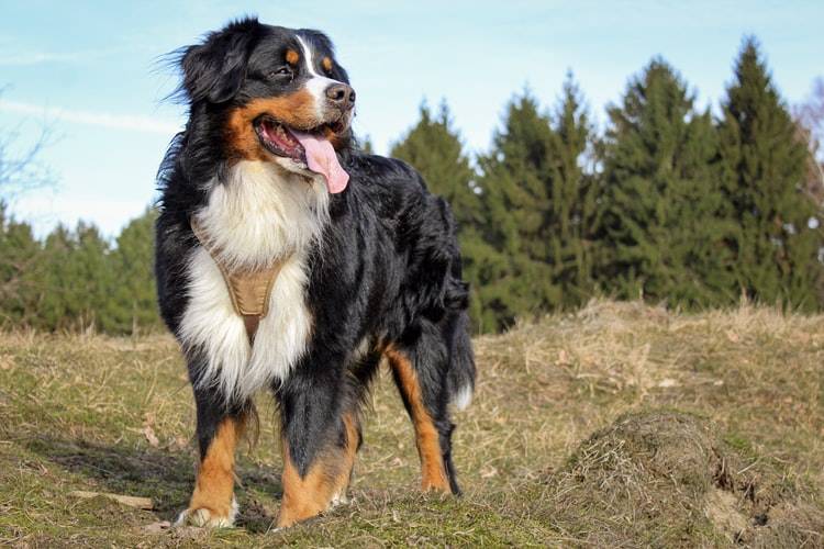 bernese mountain dog poodle mix