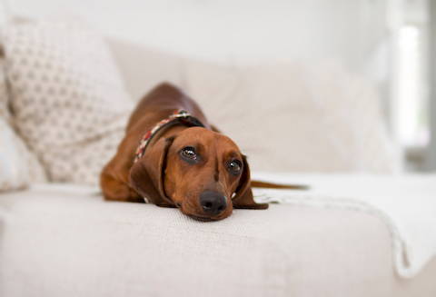 Dog symptoms of diabetes