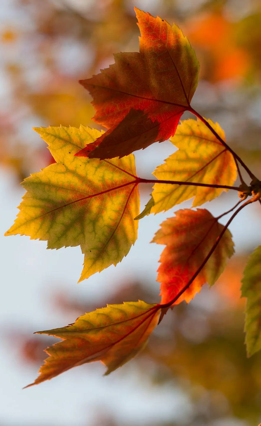 selective focus photography of orange leaves