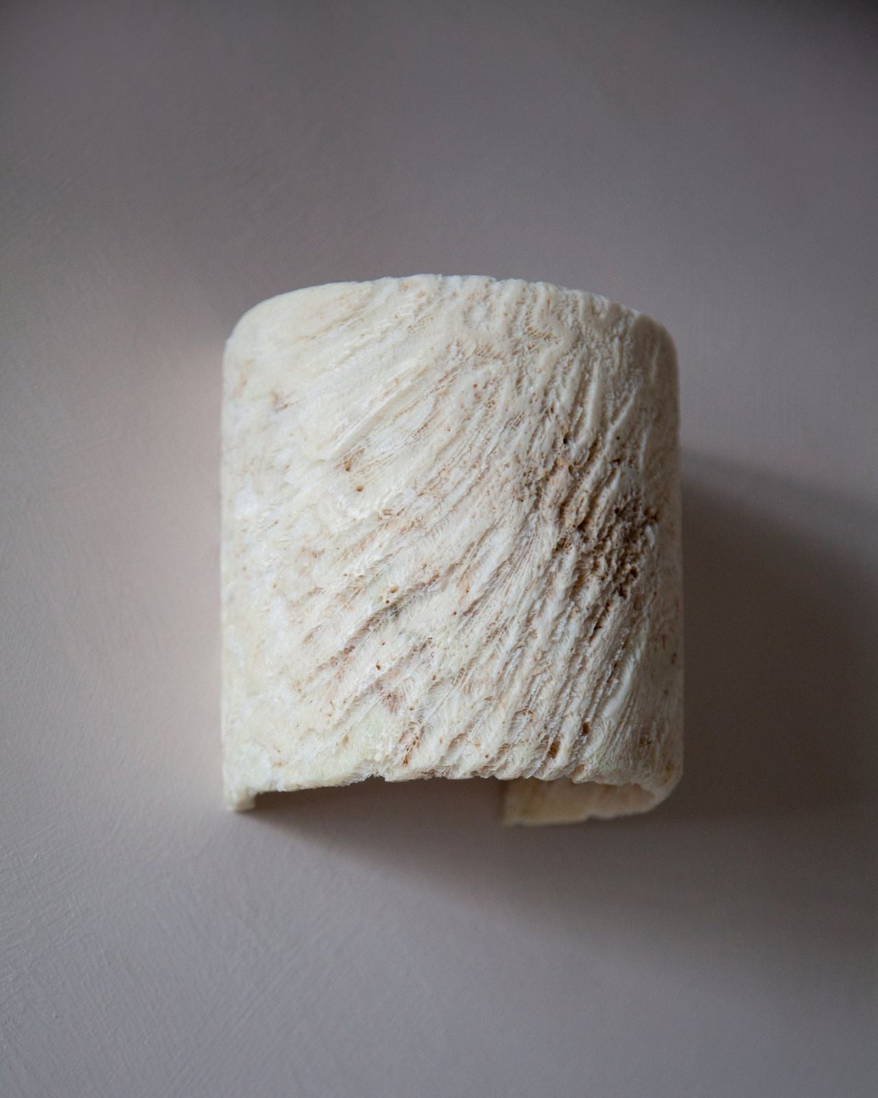 Fossil Coral Tube Flush Wall Sconce
