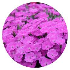 Photo of 'Paint the Town Fuchsia' Pinks (Dianthus hybrid)
