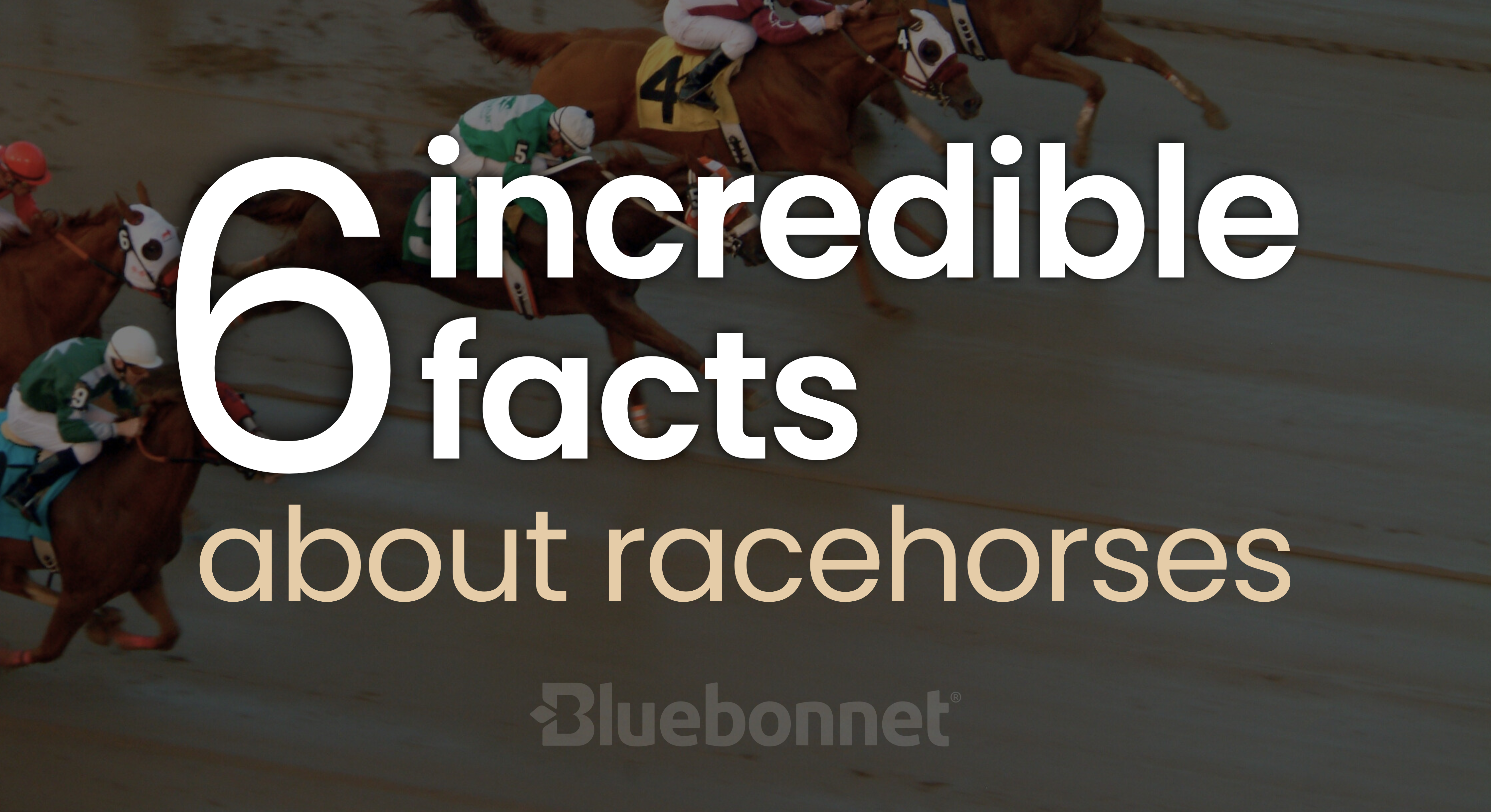 6 Incredible Facts About Racehorses by Bluebonnet®