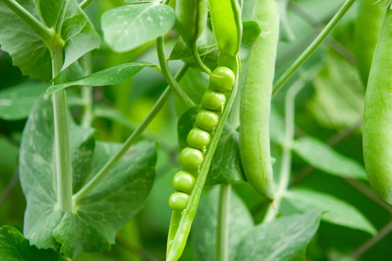 Green pea pods on a plant with visible peas inside.