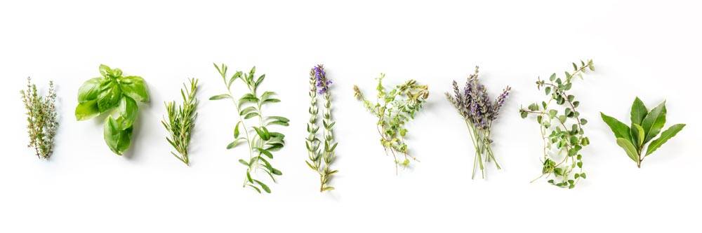 Tout savoir sur les herbes de Provence en cuisine −