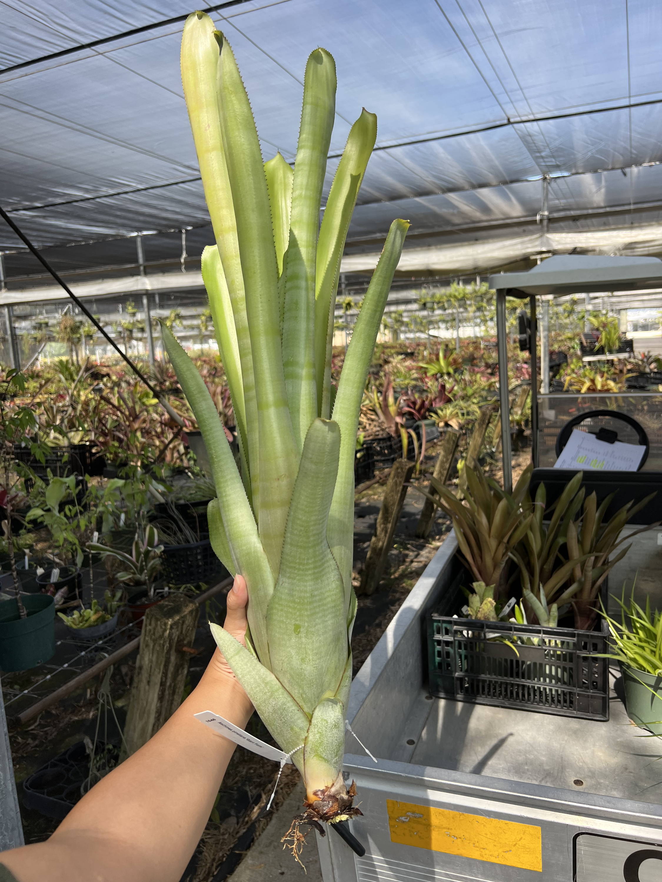 Aechmea pineliana 'Giant Form'