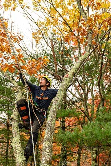 Arbor Built on our heritage of creating superior ropes, our arbor equipment is specifically engineered to meet the unique demands of tree care professionals. 