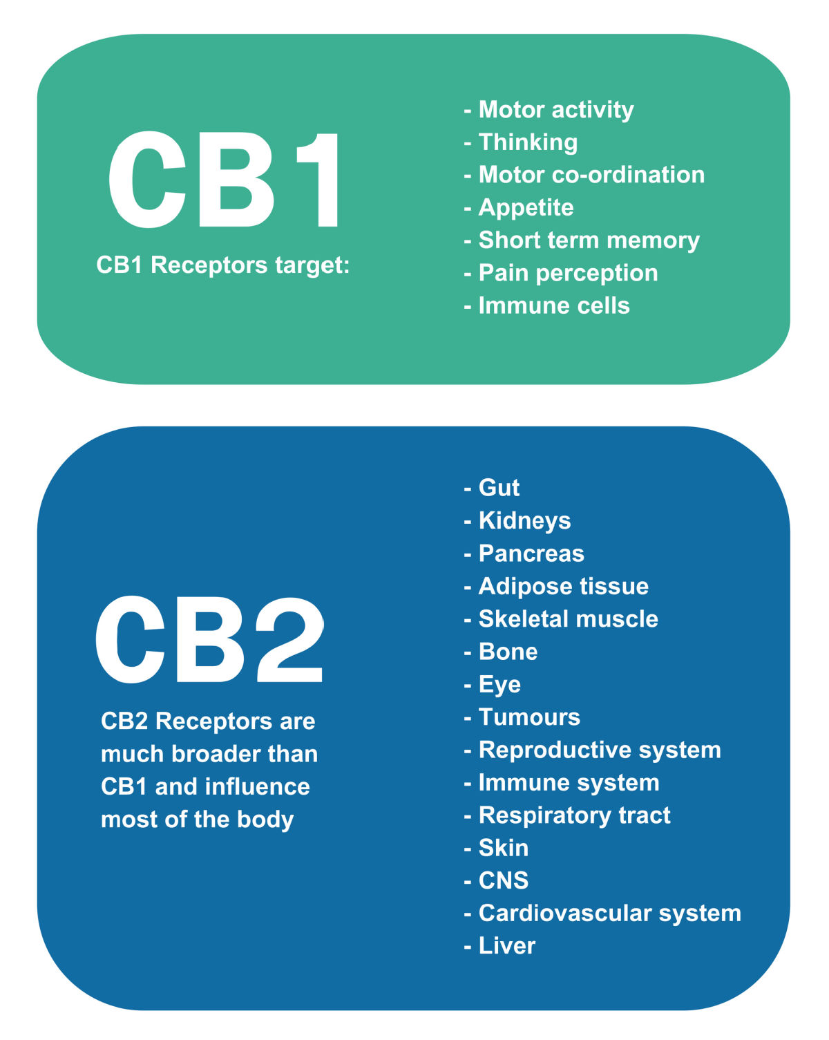 A graphic showing where the CB1 and CB2 receptors are located