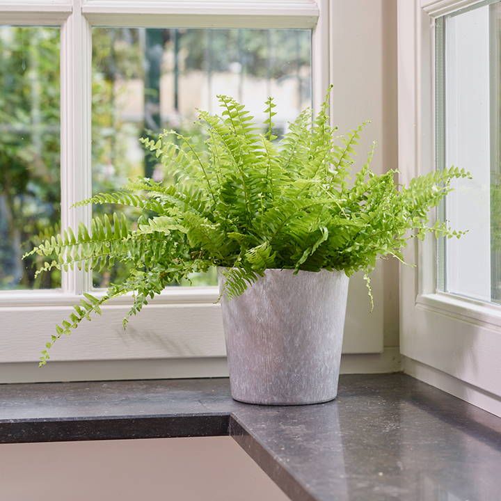 A green plant growing in an ArtLumin zinc metallic cache pot planter on a window sill