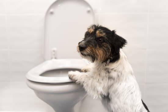 A Jack Russell Terrier sits up with its front paws on a white toilet