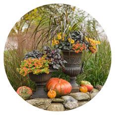 Photo of Dolce Cinnamon Curls, Fun and Games Hopscotch, Campfire Fireburst, Creme Brulee planted in a green pot surronded by orange pumpkins