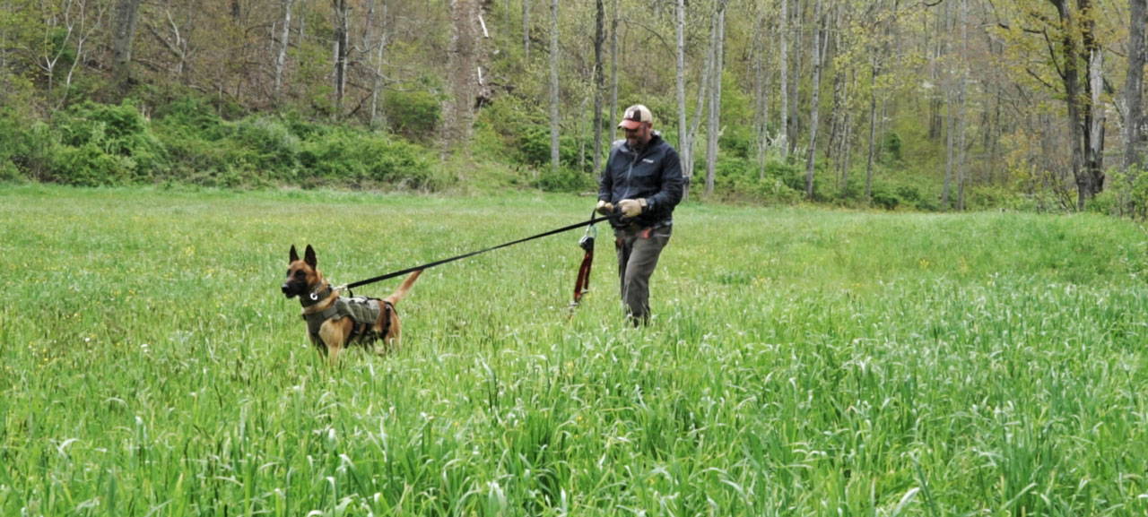 Tracking dog with handler 