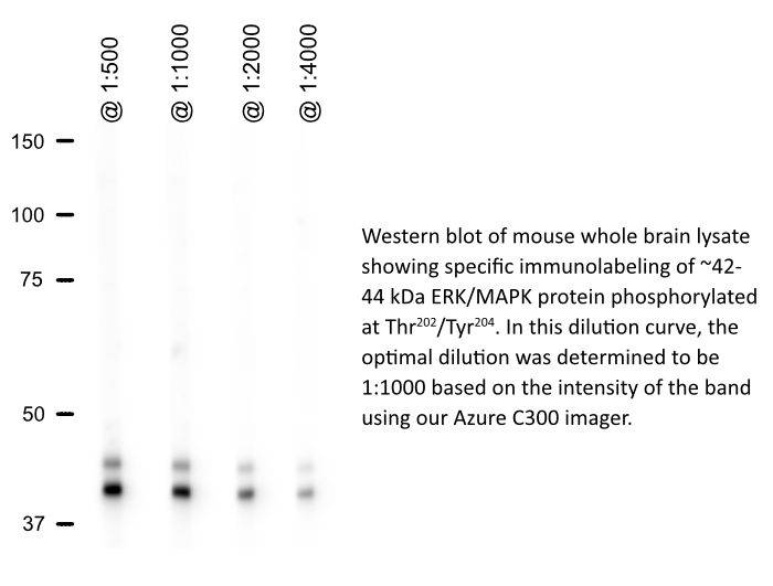 Dilution Curve