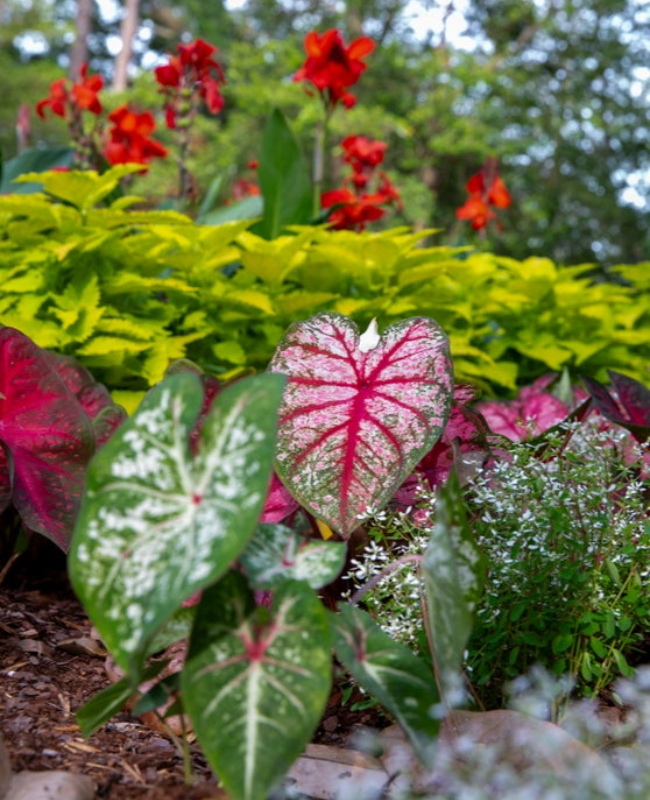 Up close photo of a plant garden with annuals