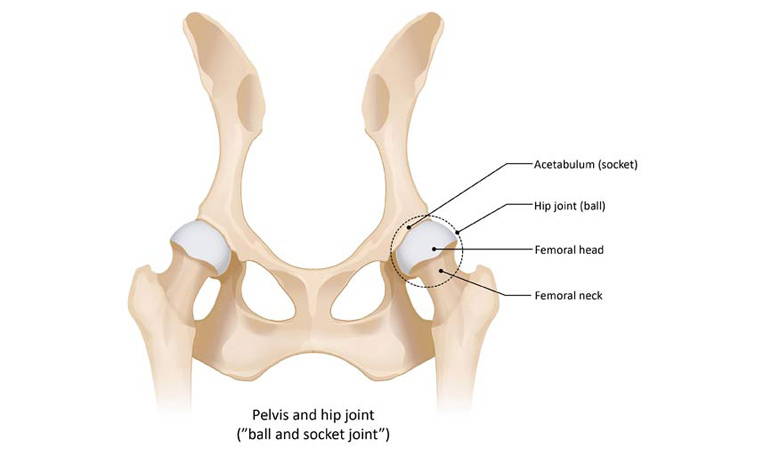 Image courtesy of the British Veterinary Association.