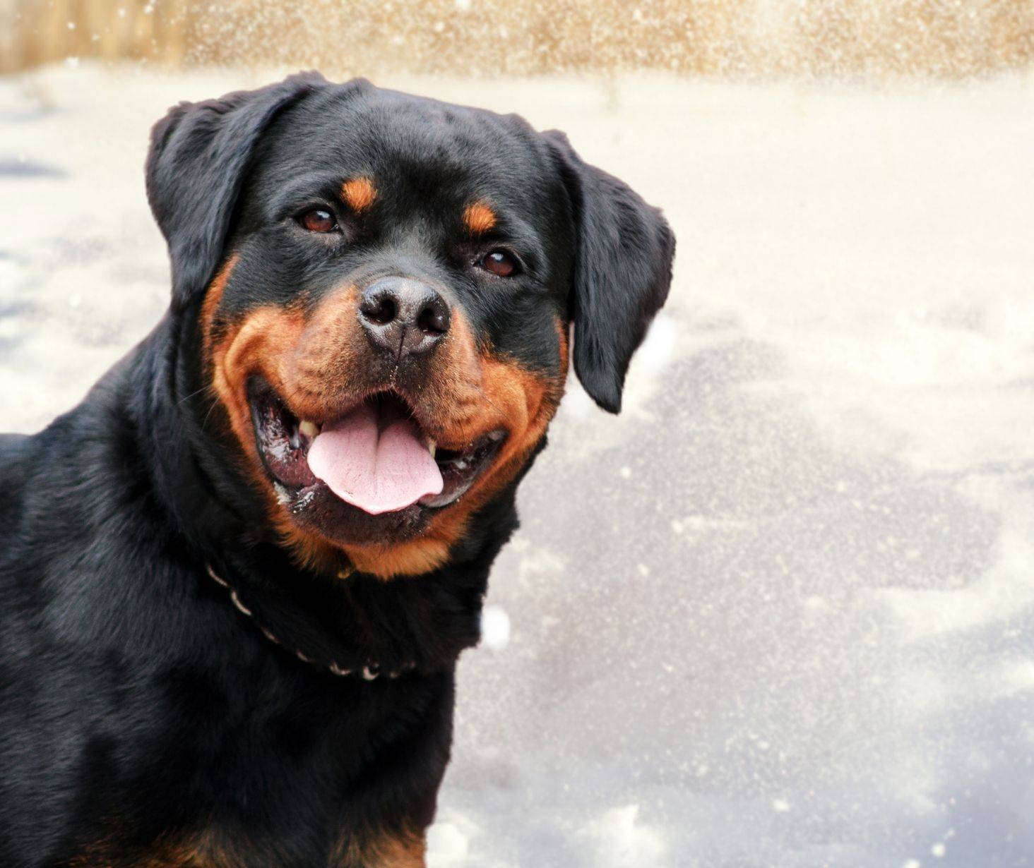 Rottweiler top 8 dog breed in the US